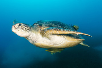 A green turtle with remora swimming in open water