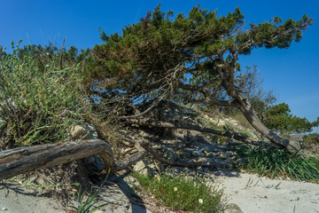 Fototapeta na wymiar Sardinian tree Quercia, Isuledda Beach, San Teodoro, Sardinia, Italy.