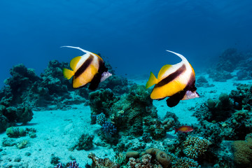 Fototapeta na wymiar A pair of Red Sea Bannerfish on a tropical coral reef