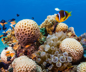 Banded clownfish on a bright, colourful tropical coral reef