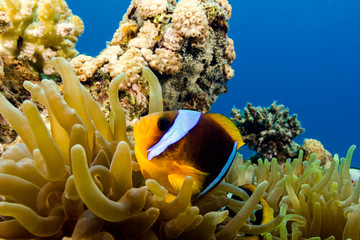 Banded Clownfish in their host anemone on a tropical coral reef