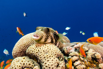 Pufferfish resting on top of hard coral on a tropical reef © whitcomberd