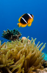Fototapeta na wymiar Banded clownfish on a colorful, tropical coral reef