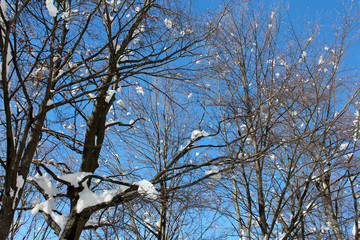 Alberi in inverno con la neve fresca
