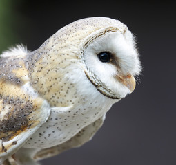 Barn Owl Raptor Bird