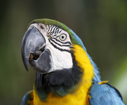 Maccaw Parrot Portrait