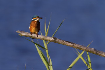 Eurasian, river or common kingfisher, alcedo atthis, Neuchatel, Switzerland