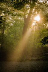 Obraz premium Light through trees 