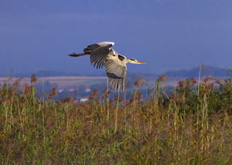 Grey heron, ardea cinerea, flying upon reeds, Neuchatel, Switzerland
