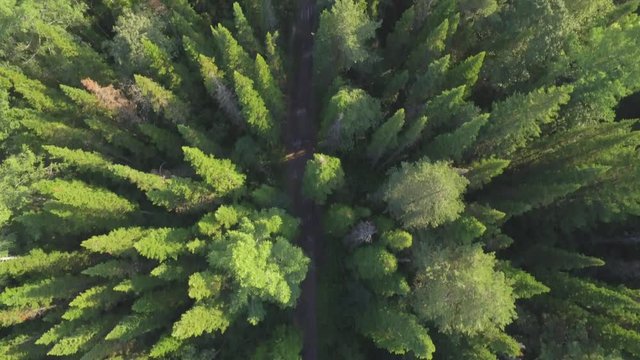 Aerial view of woodlands with road in the summer during a flight. River through the green spruce forest, aerial view. The top view on the autumn river with forest, beautiful landscape. Top view of the