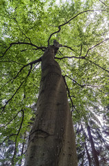 Fototapeta premium old big beech
