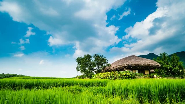 Taking Oeam Folk Village in Timelapse, a traditional Korean village with rice paddies on the rice fields.