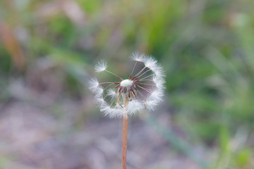 Close up of a dandelion on a green grass background.