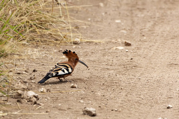 African Hoopoe With Tasty Morsel