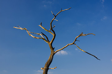 Dead Tree