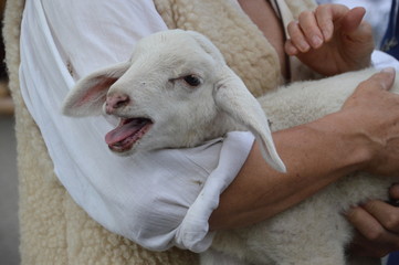 Fototapeta premium Zagubiona owca w ramionach dobrego pasterza
