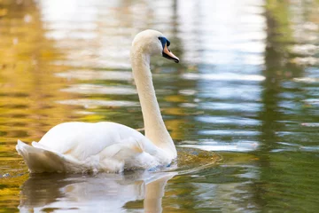 Fotobehang Zwaan a white swan swims on a lake