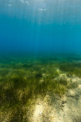 Fototapeta na wymiar Sunbeams shining down onto a seagrass bed underwater