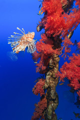 Fototapeta na wymiar A colorful Lionfish swimming around vivid pink soft corals growing on a man-made metal chain.