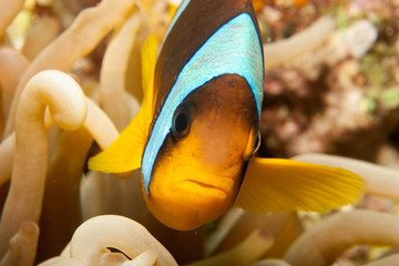 Banded clownfish in an anemone on a tropical coral reef