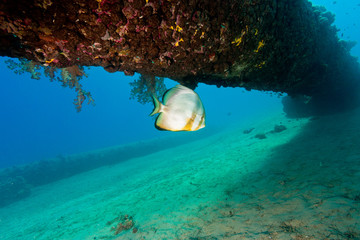 Fototapeta premium A large Batfish (Spadefish) near an old underwater pipeline