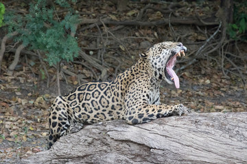 Jaguar in the Panatal