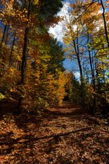 Obraz premium Autumn