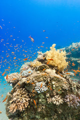 Fototapeta na wymiar Colorful corals on a tropical coral ref