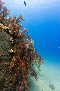 Tropical fish and coral around an old, disused underwater pipeline