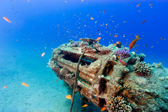 Tropical Fish And Coral Around An Old, Disused Underwater Pipeline