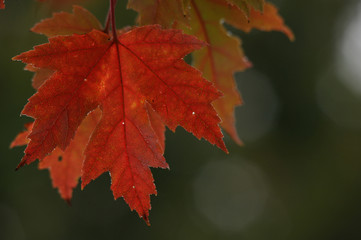 Autumn Leaf