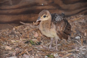 Peacock chick