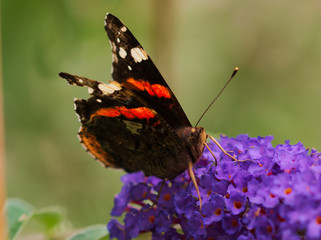 Admiral Schmetterling