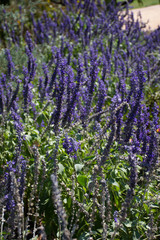 Fototapeta premium Purple Sage, also known as Salvia
