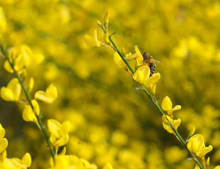 Biene auf einer Forsythie