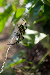 Garden Spider mending the web