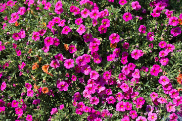 Purple and orange flowers