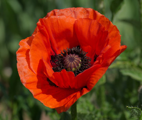 Klatschmohn