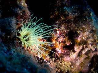 Naklejka na ściany i meble Found this magical marine plant during one of our Marmaris Turkey underwater diving trip
