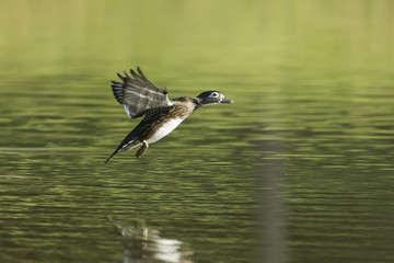 Female wood duck readies for landing.