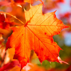 Autumn leaf