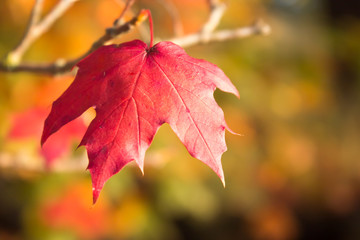 Autumn leaf