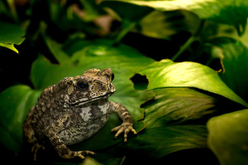 common toad on green leaf