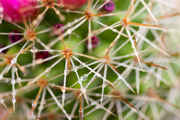 Cactus plants with colorful pink flowers