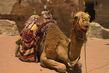Arabian camel near the treasury Al Khazneh carved into the red rock at Petra, Jordan