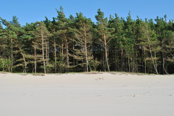 Las sosnowy nad Bałtykiem