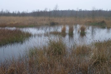 Dutch raised bog reserve, Bargerveen, Holland, Netherlands, Europe
