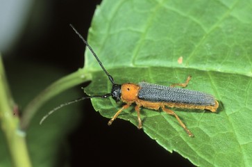 Twin Spot Longhorn Beetle (Oberea oculata)