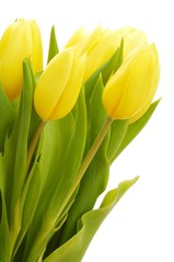 Tulips (Tulipa)