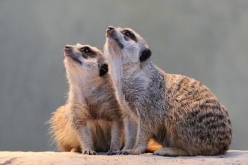Fototapeta premium Meerkats (Suricata suricatta) looking up